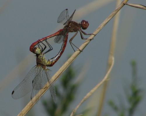 Réf. 216 386 : Sympetrum sp.